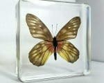 Real-Insects-In-Resin-Red-base-Jezebel-Butterfly-in-resin