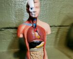 Human Torso Model, Oddities Curiosities, Vintage Medical Model