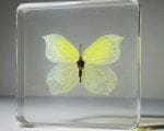 Common Brimstone, Real Butterfly In Resin, Insects In Resin