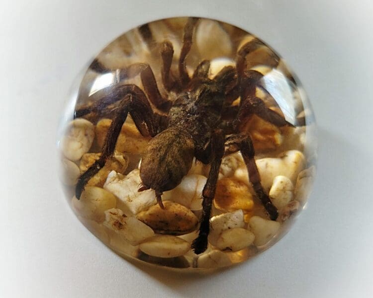 Real Spider In Resin, Real Spider Dome Paper Weight