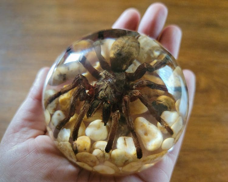Real Spider In Resin, Real Spider Dome Paper Weight