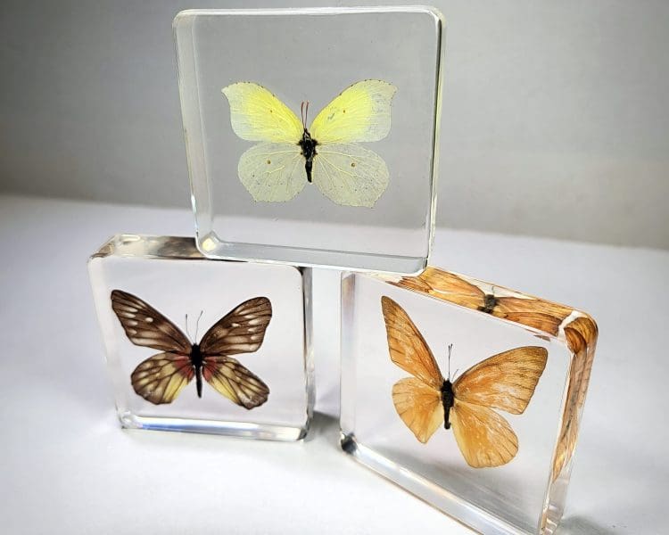 Wholesale Butterfly Set, Real Butterflies in Resin