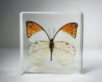 Real Butterfly In Resin, Orange Tip Butterfly