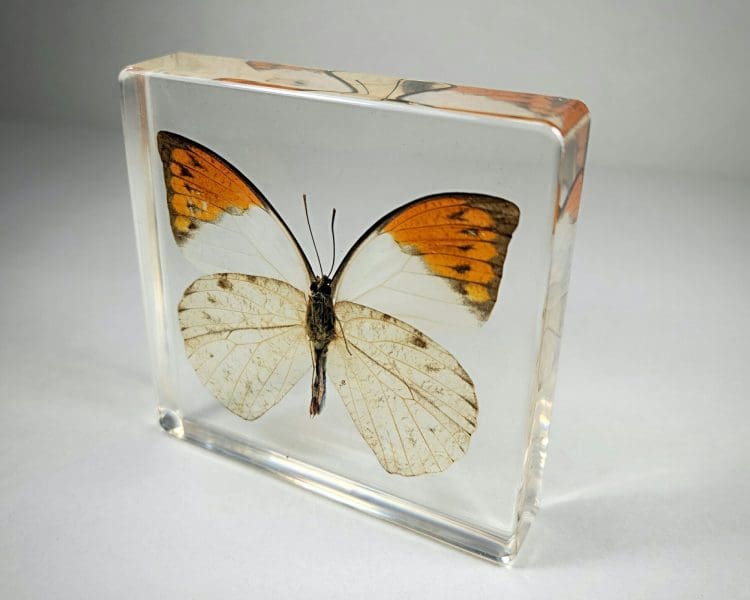 Real Butterfly In Resin, Orange Tip Butterfly