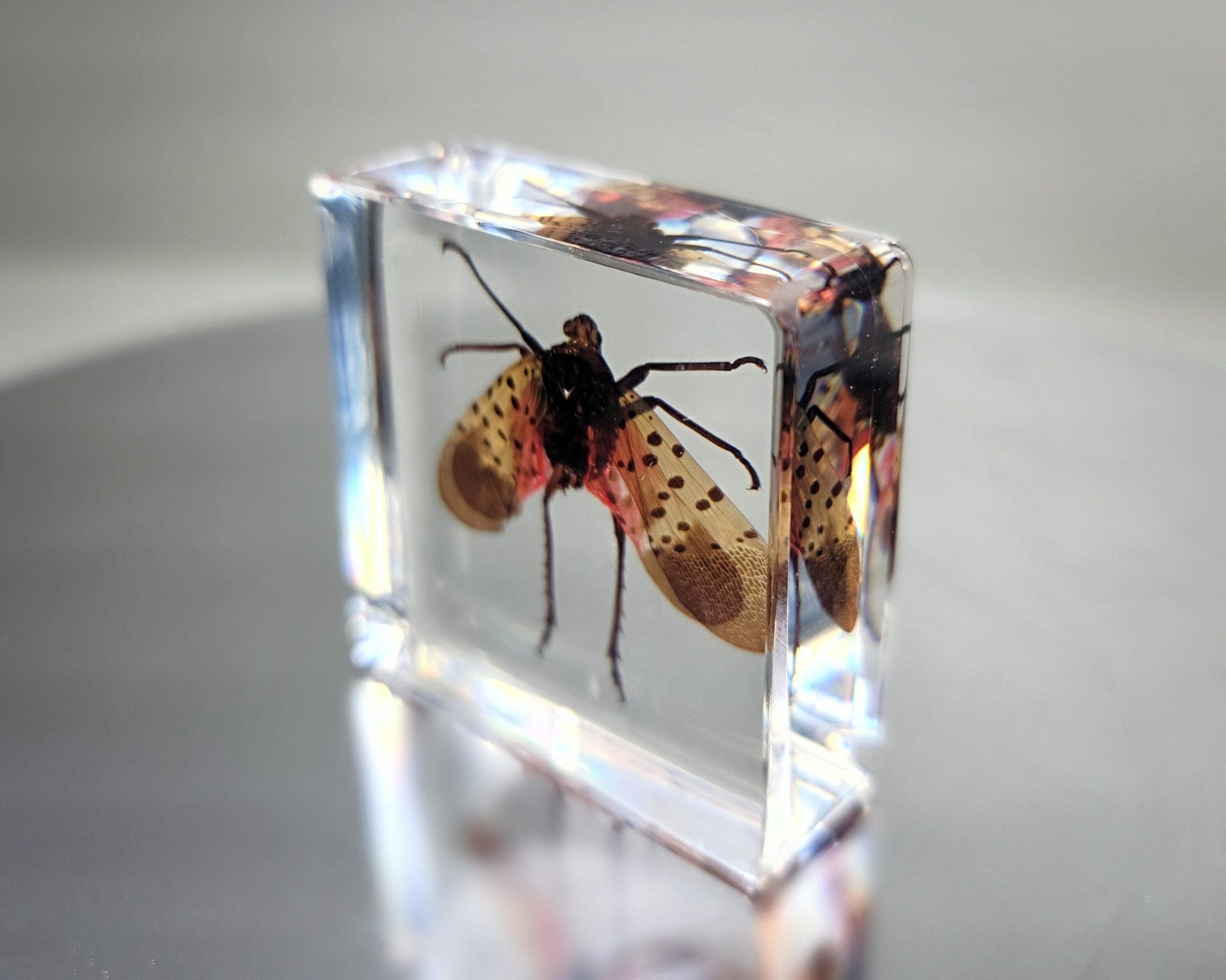Spotted Lantern Fly In Resin, Insects in lucite