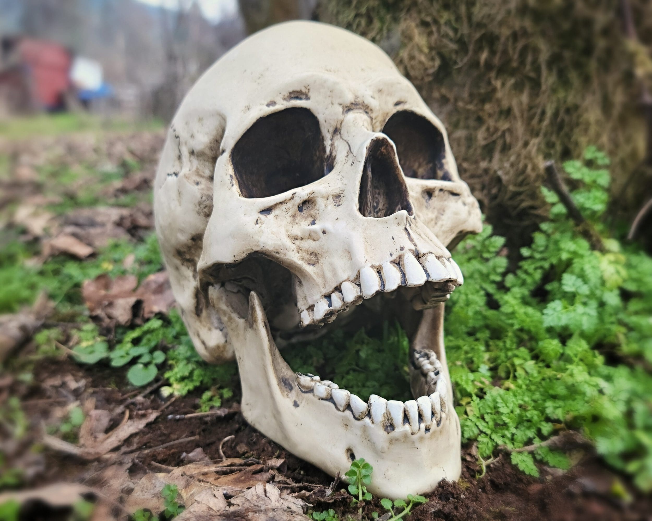 Human Skull Movable Jaw, Halloween Decor, Gothic Decor