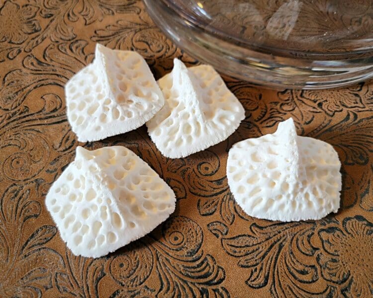 Alligator Scutes, Alligator Scales, Real Bone, Oddities Curiosities