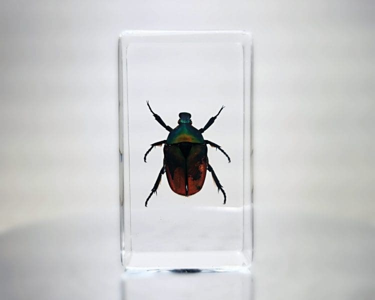 Chafer Beetle In Resin