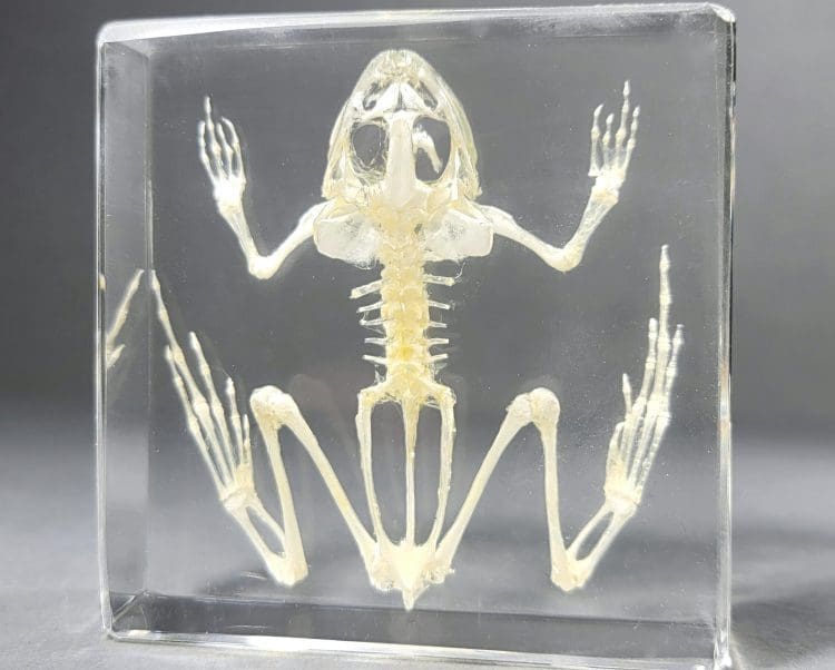 Toad Skeleton In Resin, Frog Skeleton