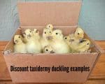 Real Taxidermy Duckling, Taxidermy Baby Duck, Oddities and Curiosities