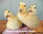 Real Taxidermy Duckling, Taxidermy Baby Duck, Oddities and Curiosities
