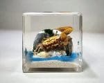 Real Crab Diorama, Fiddler Crab in Resin, Ocean Decor