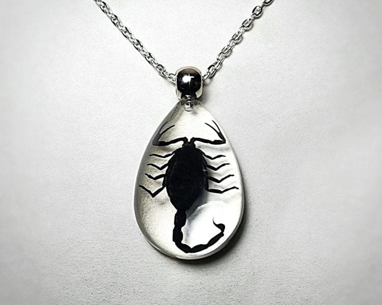 Real Scorpion Necklace, Real Bug Jewelry