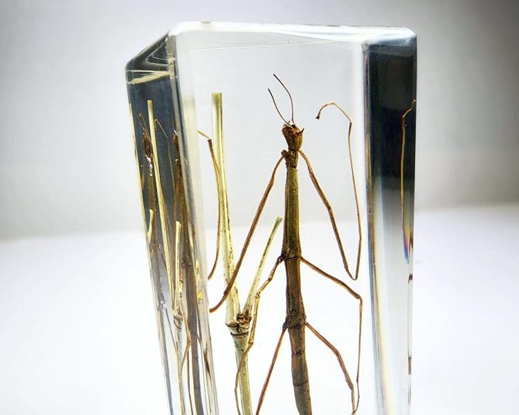 Stick Bug In Resin, Walking Stick Lucite