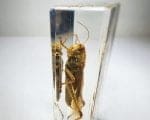 Locust In Resin, Grasshopper Specimen