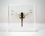 Real Dragonfly In Resin, Bugs In Resin