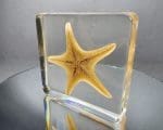 Real Starfish in Resin, Resin Aquatic Specimen, Ocean Decor