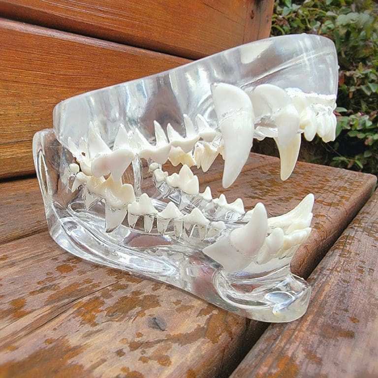 Transparent Dog Teeth, Anatomical Canine Clear Dental Model - Oddities