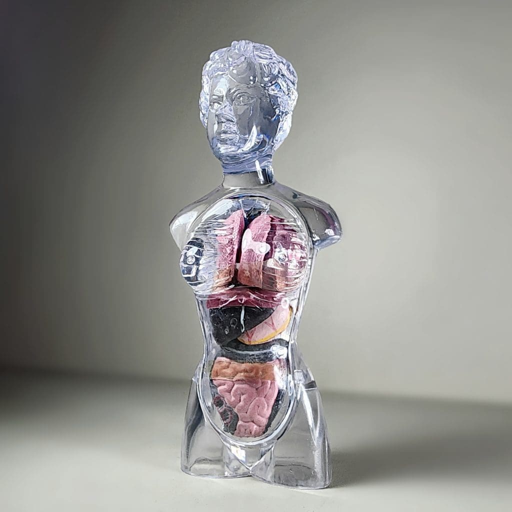 Translucent Femail Translucent Female Torso, Human Anatomy Medical Model - Oddities For ...