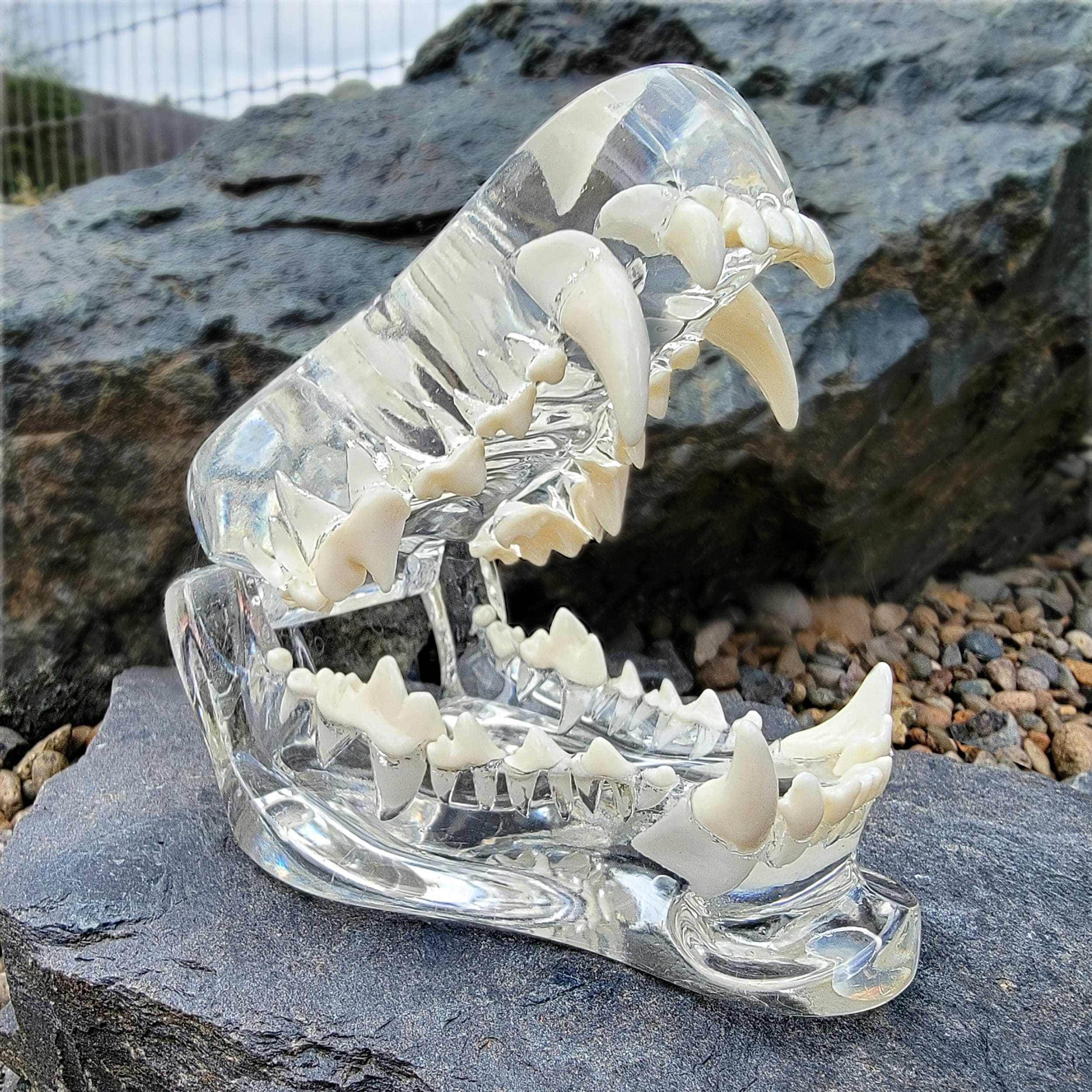 Transparent Dog Teeth, Anatomical Canine Clear Dental Model - Oddities ...